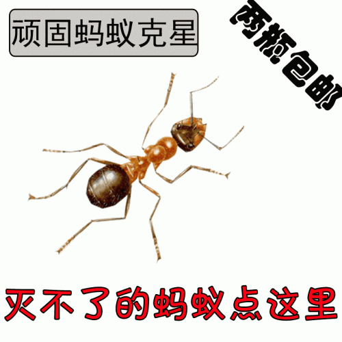 莱西灭蚂蚁